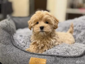 Zdjęcie №3. Maltańczyk, szczeniak. Niemcy