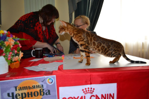 Zdjęcie №2 do zapowiedźy № 2881 na sprzedaż  kot bengalski - wkupić się Białoruś od żłobka, hodowca