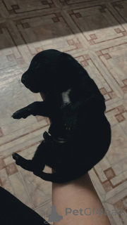 Zdjęcie №3. Pitbull U.S.A.. Kirgistan