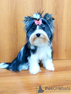 Zdjęcie №3. Szczenięta Biewer Yorkshire Terrier. Turcja