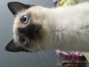Zdjęcie №1. kot syjamski - na sprzedaż w Tyraspol | 452zł | Zapowiedź № 11270