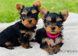 Zdjęcie №1. yorkshire terrier - na sprzedaż w Bukareszt | negocjowane | Zapowiedź №175602