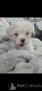 Zdjęcie №3. Maltipoo x Coton de Tulear. USA
