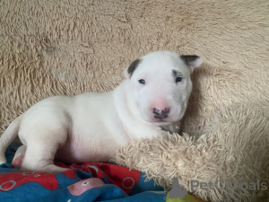 Zdjęcie №2 do zapowiedźy № 50291 na sprzedaż  bulterier - wkupić się Polska prywatne ogłoszenie