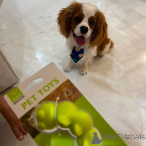 Zdjęcie №2 do zapowiedźy № 155458 na sprzedaż  cavalier king charles spaniel - wkupić się Grecja prywatne ogłoszenie