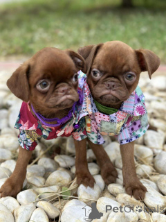 Zdjęcie №3. Bruksela Griffon (gładki płaszcz czekoladowy). Serbia