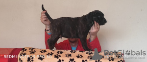 Zdjęcie №4. Sprzedam cane corso w Belgrad.  - cena - 921zł