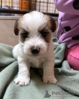 Zdjęcie №2 do zapowiedźy № 119731 na sprzedaż  jack russell terrier - wkupić się Serbia 