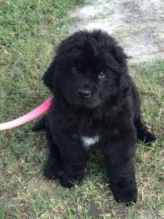 Zdjęcie №3. Pies nowofundlandzki. Niemcy