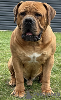 Dodatkowe zdjęcia: Mastif południowoafrykański Boerboel szczenięta