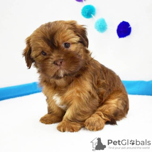 Zdjęcie №2 do zapowiedźy № 42828 na sprzedaż  shih tzu - wkupić się USA hodowca