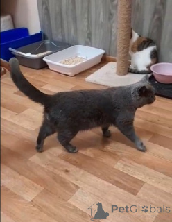 Zdjęcie №4. Sprzedam kot brytyjski krótkowłosy w Balashikha. prywatne ogłoszenie - cena - Bezpłatny