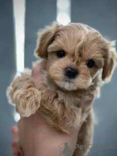 Zdjęcie №2 do zapowiedźy № 146977 na sprzedaż  maltipu - wkupić się Ukraina hodowca