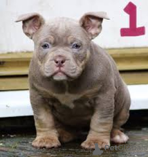 Zdjęcie №2 do zapowiedźy № 136806 na sprzedaż  american bully - wkupić się Niemcy 