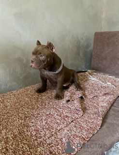 Dodatkowe zdjęcia: American Bully Exotic Micro szczenięta