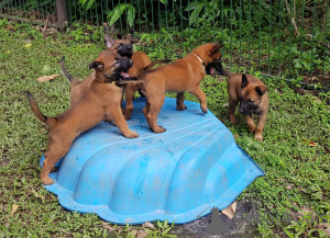 Zdjęcie №1. owczarek belgijski - na sprzedaż w Baienfurt | negocjowane | Zapowiedź №167547