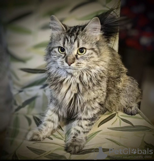 Zdjęcie №2 do zapowiedźy № 129108 na sprzedaż   - wkupić się Federacja Rosyjska 