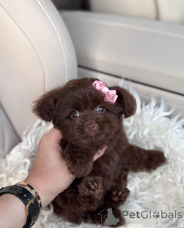 Zdjęcie №4. Sprzedam bolonka w Boise. hodowca - cena - negocjowane