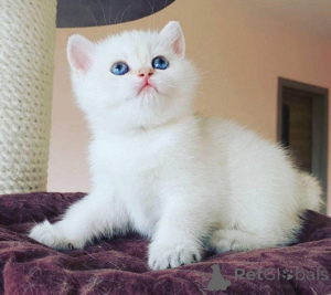Zdjęcie №1. ragdoll - na sprzedaż w Leipzig | negocjowane | Zapowiedź № 136989