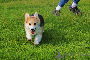 Zdjęcie №3. Welsh Corgi Pembroke na sprzedaż Kobieta. Serbia