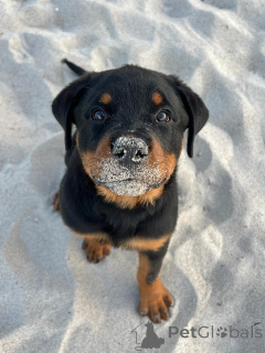 Zdjęcie №1. rottweiler - na sprzedaż w Helmond | negocjowane | Zapowiedź №163770