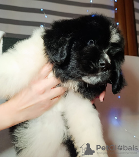 Zdjęcie №3. Nowofundland. Polska