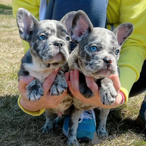 Zdjęcie №1. buldog francuski - na sprzedaż w Paryż | negocjowane | Zapowiedź №166209