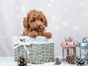 Zdjęcie №3. Szczenięta Toy Poodle prosto z książeczki z obrazkami. Niemcy