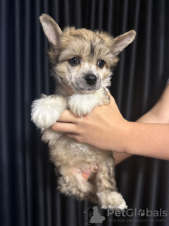 Zdjęcie №3. Chiński grzywacz Szczenięta. Słowacja