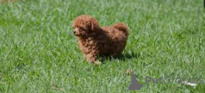 Zdjęcie №3. Pudel Welpen zu verkaufen. Luksemburg