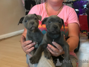 Zdjęcie №4. Sprzedam staffordshire bull terrier w Mora. prywatne ogłoszenie, hodowca - cena - 7175zł