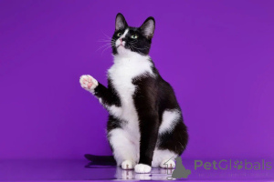 Zdjęcie №2 do zapowiedźy № 140657 na sprzedaż   - wkupić się Federacja Rosyjska prywatne ogłoszenie