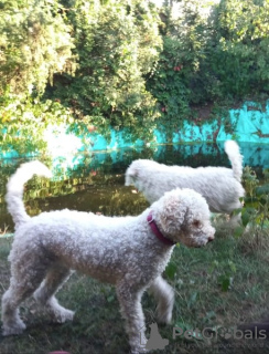 Zdjęcie №1. lagotto romagnolo - na sprzedaż w Włocławek | 3348zł | Zapowiedź №125064