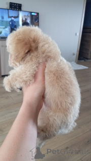 Zdjęcie №3. Szczenięta unikalnej rasy BIP.. Federacja Rosyjska