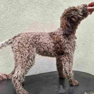 Dodatkowe zdjęcia: Szczenięta Lagotto Romagnolo