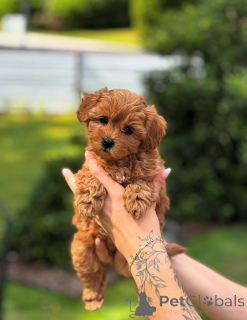 Zdjęcie №2 do zapowiedźy № 154284 na sprzedaż  pudel (zabawka) - wkupić się USA hodowca