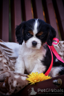 Zdjęcie №1. cavalier king charles spaniel - na sprzedaż w Brest | negocjowane | Zapowiedź №78548