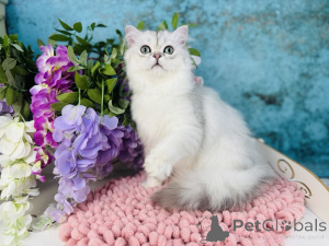 Zdjęcie №4. Sprzedam scottish straight w Czerniowce. hodowca - cena - 2287zł