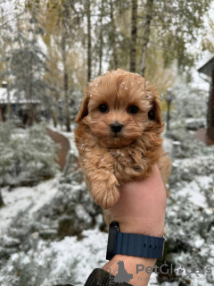 Zdjęcie №3. Maltipa F1 Mini (WhatsApp 79340037836). Federacja Rosyjska