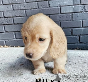 Zdjęcie №2 do zapowiedźy № 166518 na sprzedaż   - wkupić się USA 