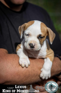 Dodatkowe zdjęcia: Amerykański Stafford Terrier szczenięta