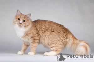 Zdjęcie №2 do zapowiedźy № 136935 na sprzedaż   - wkupić się Federacja Rosyjska prywatne ogłoszenie