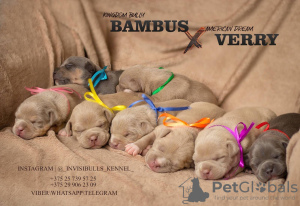 Zdjęcie №3. Szczenięta rasy American Bully.. Białoruś