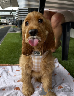 Zdjęcie №1. golden retriever - na sprzedaż w Höfn | 3012zł | Zapowiedź №159295