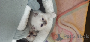 Zdjęcie №3. Kocięta świętej Birmy. Hiszpania