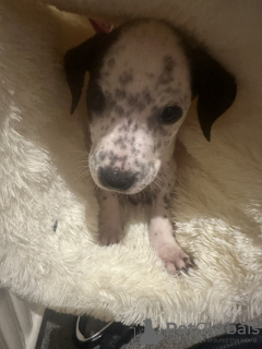 Zdjęcie №3. Dalmatinerkreuz. Niemcy