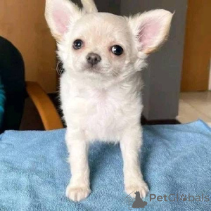 Zdjęcie №3. urocze i czułe szczenięta chihuahua płci żeńskiej i męskiej do adopcji w dobrych. Dania