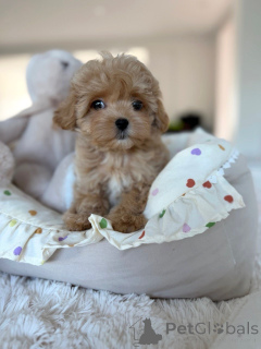 Zdjęcie №3. Entzückende Maltipoo-Welpen suchen einliebevolles Zuhause!. Niemcy