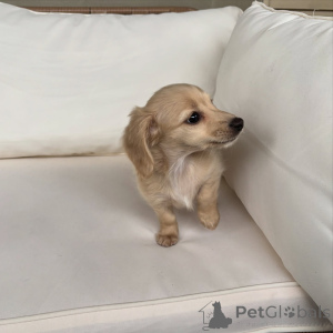 Zdjęcie №3. Szczeniaki jamnika miniaturowego Małe rozmiary, wielka osobowość!. Niemcy