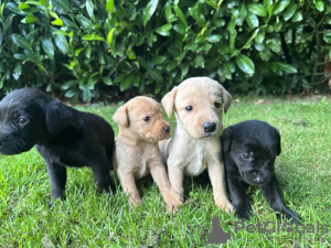 Zdjęcie №1. labrador retriever - na sprzedaż w Seattle | 3169zł | Zapowiedź №66208